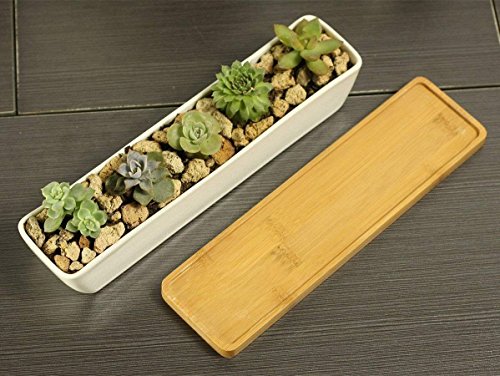 Macetas de Cactus rectangulares con Bandeja de bambú para Plantar Mini suculentas