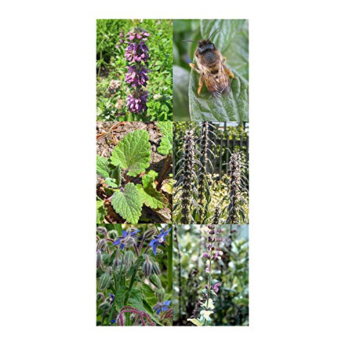 Magic Garden Seeds Pasto de Abejas - Kit Regalo de Semillas con 5 Plantas Que atraen a Las Abejas