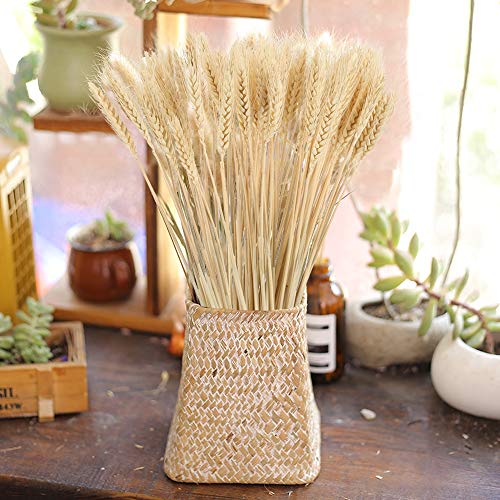 NAHUAA100PCS Flores Secas Ramo de Flores Ramo de Trigo Trigo Seco Natural para Decoración Dormidorio Salón Hogar Oficina Boda Cocina Fiestas Espigas de Trigo Blanca