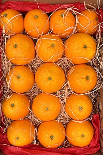 Naranjas para zumo de Valencia | Naturales y frescas- 4 Kg aprox