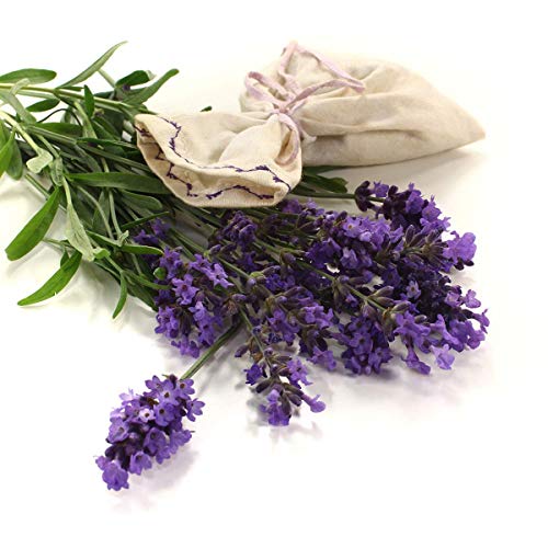 NaturaForte Flores de Lavanda 500g Lavanda sin aditivos - Azul, Fragancia intensa, Flores de Lavanda secas para Almohadas perfumadas, Bolsas perfumadas, Bolsas de Lavanda, Fragancia de popurrí