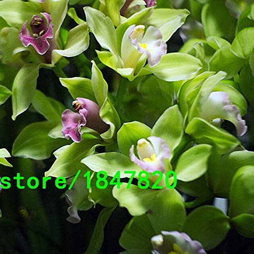 Negro: 100 Unids Orquídea Cymbidium China Balcón Semillas de Bonsai Jardín de Bonsai Semillas de Flores Orquídeas Flores Decorativas Raras