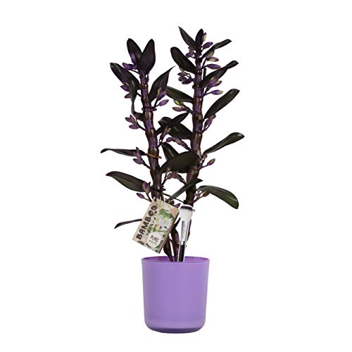 Orquídea – Bambú orquídea en maceta violeta como un conjunto – Altura: 50 cm, 2 brotes, flores -Blanco púrpura