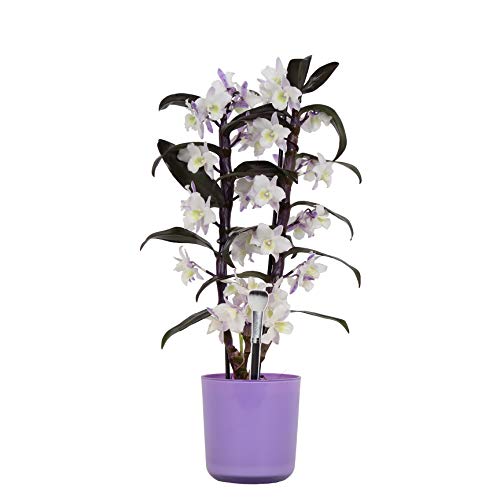 Orquídea – Bambú orquídea en maceta violeta como un conjunto – Altura: 50 cm, 2 brotes, flores -Blanco púrpura