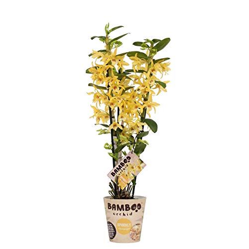 Orquídea de BAMBOO ORCHID – Bambú orquídea – Altura: 50 cm, 3 brotes – Dendrobium nobile Chyomi