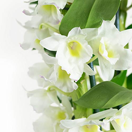 Orquídea de Botanicly – Bambú orquídea – Altura: 60 cm, 2 brotes, Flores blancas – Dendrobium Nobile Apollon