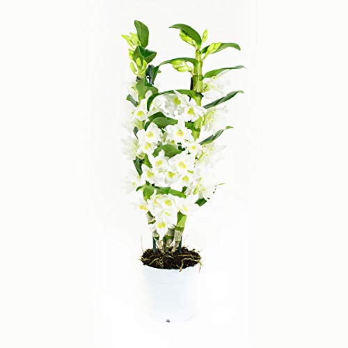 Orquídea de Botanicly – Bambú orquídea – Altura: 60 cm, 2 brotes, Flores blancas – Dendrobium Nobile Apollon