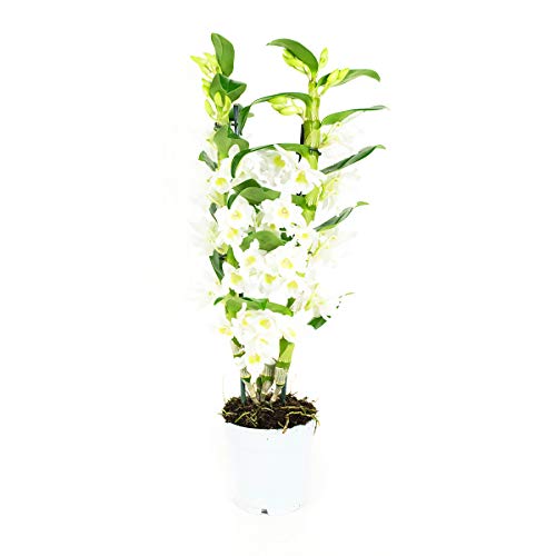 Orquídea de Botanicly – Bambú orquídea – Altura: 60 cm, 2 brotes, Flores blancas – Dendrobium Nobile Apollon