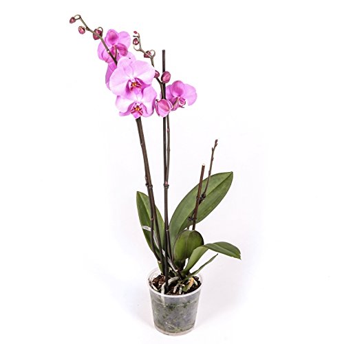 Orquídea Natural - Phalaenopsis - Maceta 12cm. - Altura aprox. 60cm. - Planta viva - (Envíos sólo a Península)