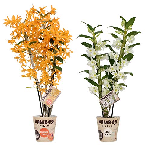 Orquídeas de BAMBOO ORCHID – 2 × Bambú orquídea – Altura: 50 cm, 3 brotes – Dendrobium nobile Firebird & Apollon