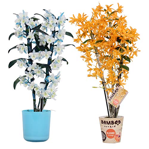 Orquídeas de BAMBOO ORCHID – 2 × Bambú orquídea – Altura: 50 cm, 3 brotes, flores púrpuras y blancas – Dendrobium Nobilé