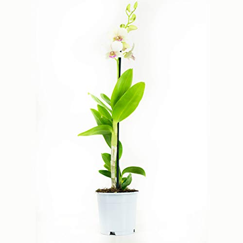 Orquídeas de Botanicly – 2 × Dendrobium Sa-Nook – Altura: 55 cm, 1 brote