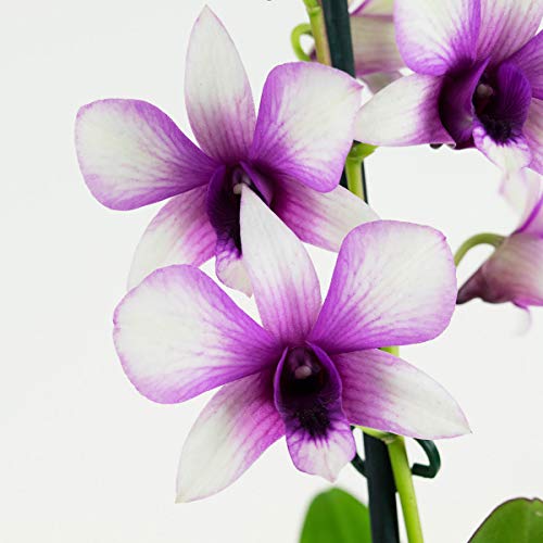 Orquídeas de Botanicly – 2 × Dendrobium Sa-Nook – Altura: 55 cm, 1 brote