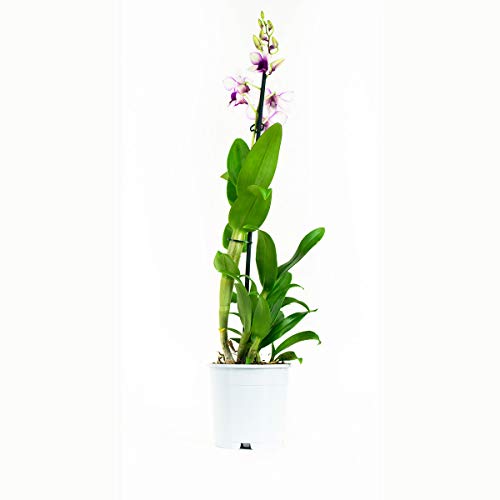 Orquídeas de Botanicly – 2 × Dendrobium Sa-Nook – Altura: 55 cm, 1 brote