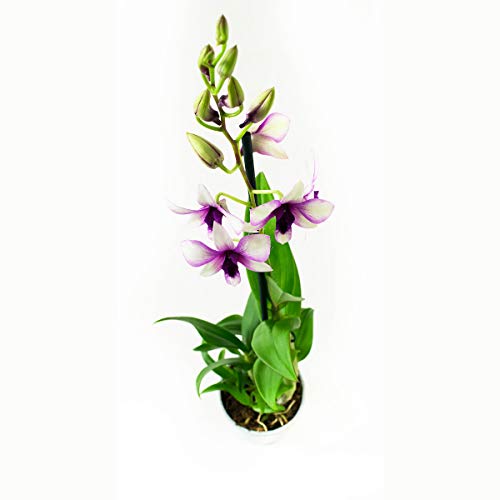 Orquídeas de Botanicly – 2 × Dendrobium Sa-Nook – Altura: 55 cm, 1 brote