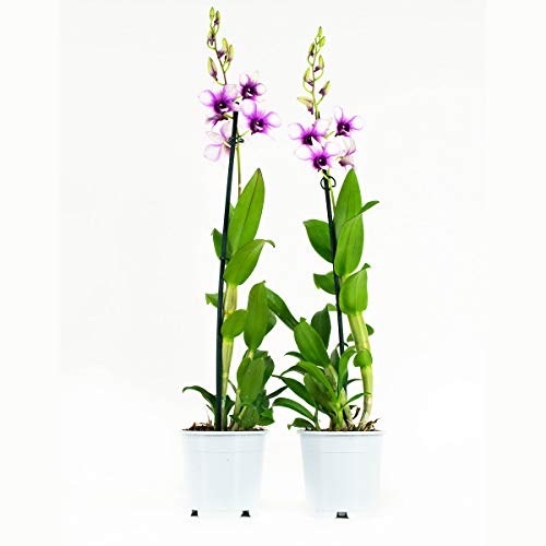 Orquídeas de Botanicly – 2 × Dendrobium Sa-Nook – Altura: 55 cm, 1 brote