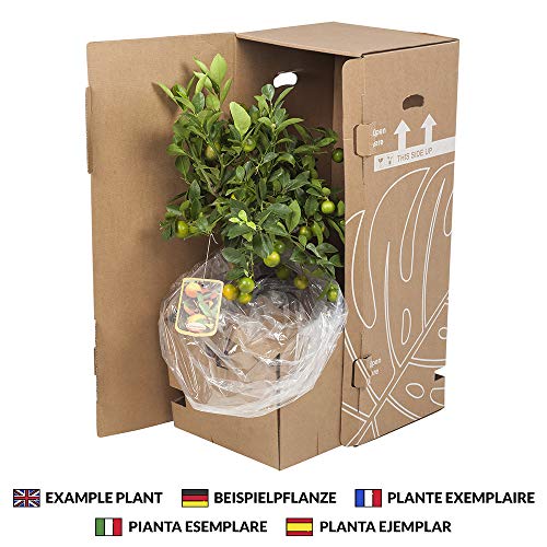 Orquídeas de Botanicly – 2 × Dendrobium Sa-Nook – Altura: 55 cm, 1 brote