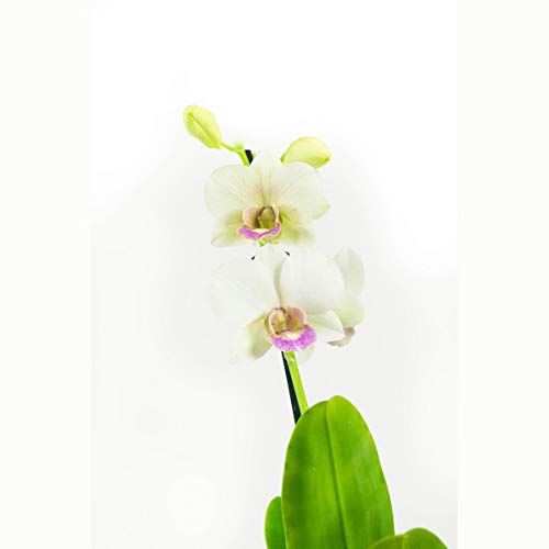 Orquídeas de Botanicly – 2 × Dendrobium Sa-Nook – Altura: 55 cm, 1 brote