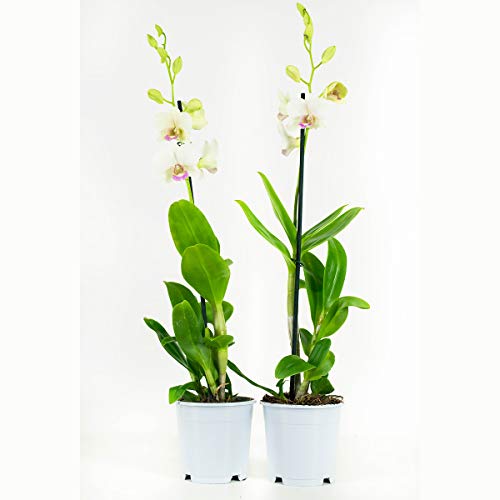 Orquídeas de Botanicly – 2 × Dendrobium Sa-Nook – Altura: 55 cm, 1 brote