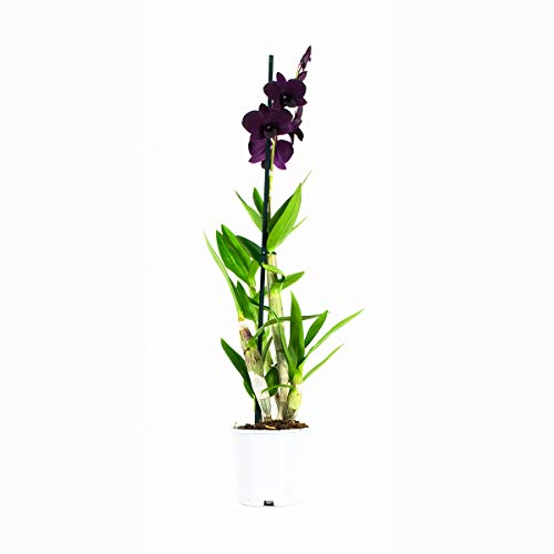 Orquídeas de Botanicly – 2 × Dendrobium Sa-Nook – Altura: 60 cm, 1 brote