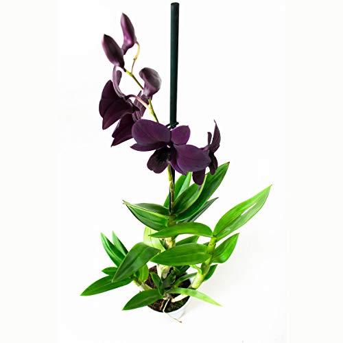 Orquídeas de Botanicly – 2 × Dendrobium Sa-Nook – Altura: 60 cm, 1 brote