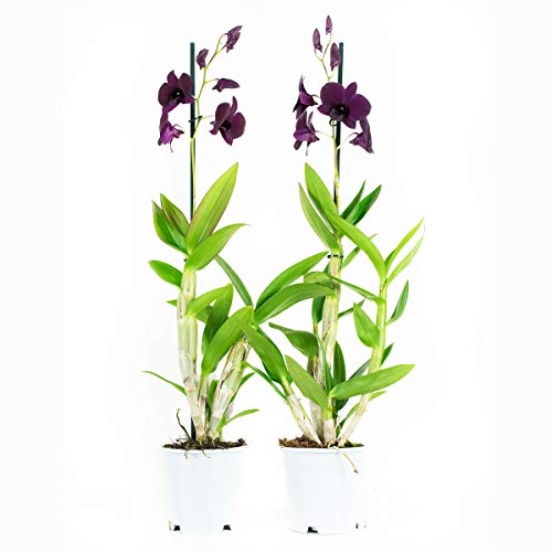 Orquídeas de Botanicly – 2 × Dendrobium Sa-Nook – Altura: 60 cm, 1 brote