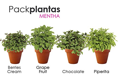 PACK 4 MENTHAS: MENTHA BERRIES, MENTHA CHOCOLATE, MENTHA GRAPE SWISS, MENTA POLEO. ¡¡¡ PLANTA AROMÁTICA NATURAL ¡¡¡ altura: 15 cm aproximado, contenedor: 14 cm. ENVIOS SOLO PENINSULA