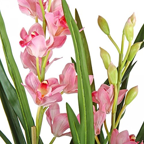 palms24.com Cymbidium- Orquídea, 75 cm - Crema/Rosa/Verde Oscuro (Artificiales)