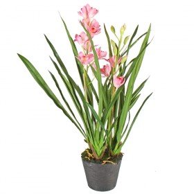 palms24.com Cymbidium- Orquídea, 75 cm - Crema/Rosa/Verde Oscuro (Artificiales)