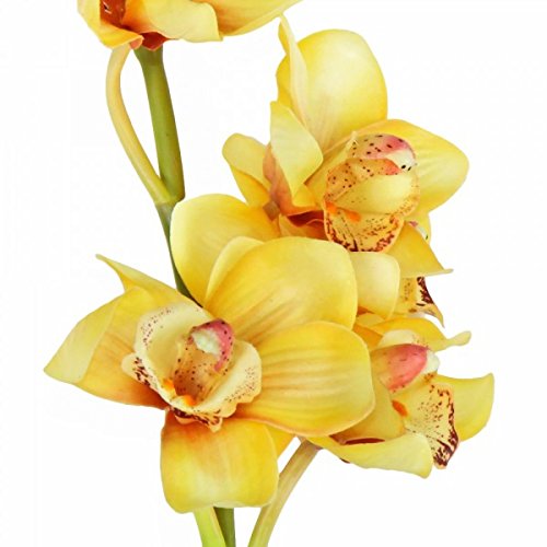 palms24.com Cymbidium- Orquídea, 90 cm - Verde Oscuro/Amarillo Oscuro/Luz Amarilla (Artificiales)