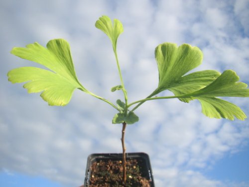 Planta Ginkgo Biloba de Maidenhair para el exterior. Viene con maceta de 8 cm