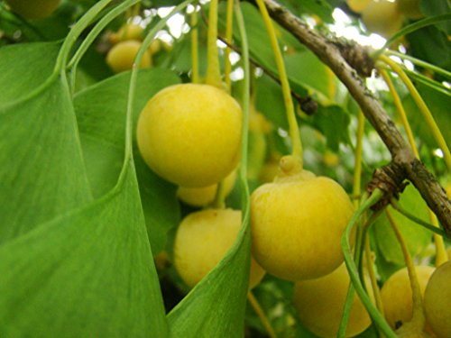 Planta Ginkgo Biloba de Maidenhair para el exterior. Viene con maceta de 8 cm