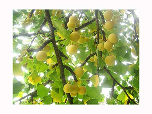 Planta Ginkgo Biloba de Maidenhair para el exterior. Viene con maceta de 8 cm