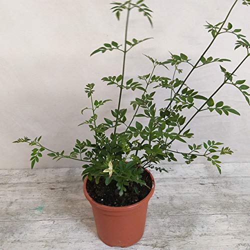 Planta Jazmin Grandiflora(Jazmín Andaluz) PORTES GRATIS