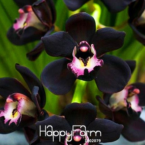 Plantas-límite de tiempo !! 100 PCS / Semillas Bolsa Única Negro Cymbidium Faberi de flores jardín de flores de la orquídea semillas, # OT8Y2I