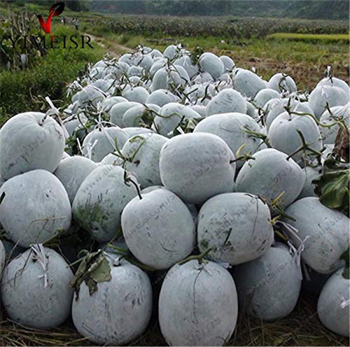 Portal Cool Gigante melÃ³n de invierno/Cera calabaza Semillas 20 PC/bolsa de semillas comestibles vegetal orgÃ¡nico