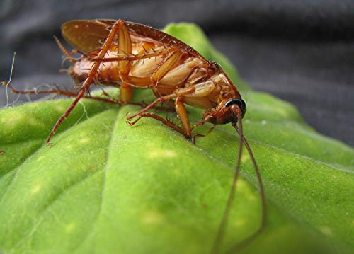 Protect Home Insecticida Blattanex, Uso Doméstico de Acción Inmediata contra Cucarachas, Hormigas E Insectos Rastreros, Verde Agua, 6.5x6.3x24 cm