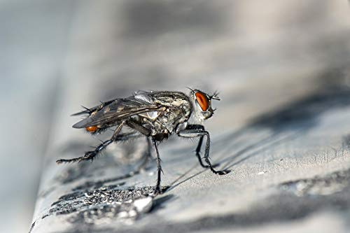 Protect Home - Insecticida Voladores, efecto persistente, spray para eliminar moscas, mosquitos y otros insectos voladores, 500ml