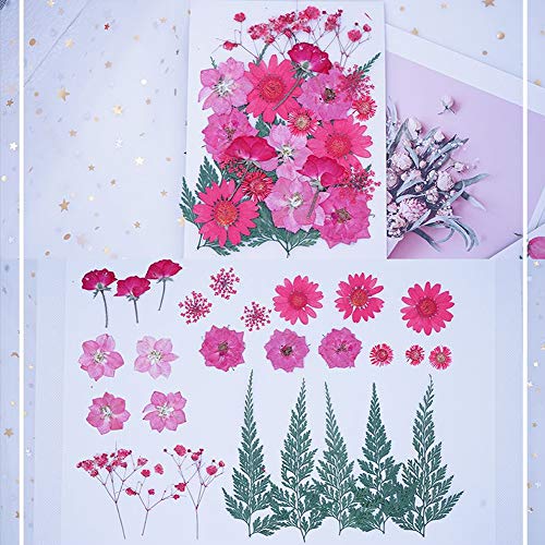 Qiwenr 61Pcs Flor prensada mezclada,Mezclados Flor Naturales Flores Secas Naturales Orgánicos Flor Prensada Mezclada Para Resina,Flores Prensadas Surtidas Para Bricolaje Artesanía(Rojo&Purpura）