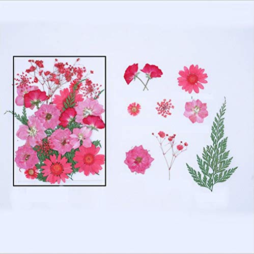 Qiwenr 61Pcs Flor prensada mezclada,Mezclados Flor Naturales Flores Secas Naturales Orgánicos Flor Prensada Mezclada Para Resina,Flores Prensadas Surtidas Para Bricolaje Artesanía(Rojo&Purpura）