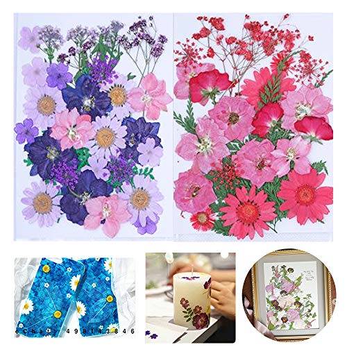 Qiwenr 61Pcs Flor prensada mezclada,Mezclados Flor Naturales Flores Secas Naturales Orgánicos Flor Prensada Mezclada Para Resina,Flores Prensadas Surtidas Para Bricolaje Artesanía(Rojo&Purpura）