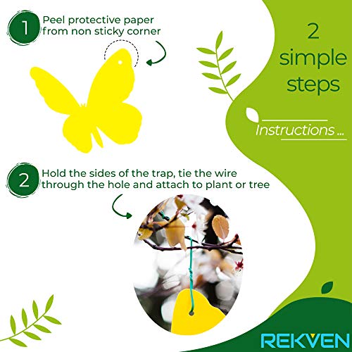 REKVEN - Trampas Adhesivas Grandes 20 Paquete, para Mosca de la Fruta y Otros Insectos Voladores