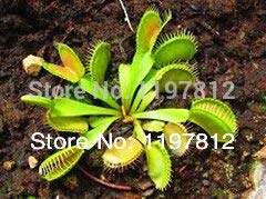 RETS Las macetas para Bonsai Cactus Venta Clip 300PCS Dionaea Bonsai Gigante del atrapamoscas de Venus Bonsai Bonsai casa s