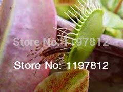 RETS Las macetas para Bonsai Cactus Venta Clip 300PCS Dionaea Bonsai Gigante del atrapamoscas de Venus Bonsai Bonsai casa s