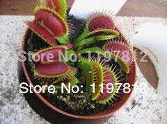 RETS Las macetas para Bonsai Cactus Venta Clip 300PCS Dionaea Bonsai Gigante del atrapamoscas de Venus Bonsai Bonsai casa s