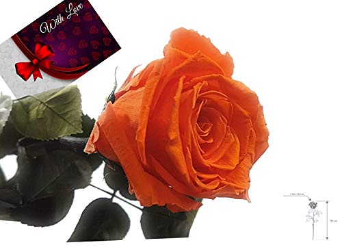 Rose te amo regalo para ella - FLOR REAL - 3 AÑOS Vida útil SIN AGUA - 1 Tough Rose - nuestras flores EXCLUSIVAS son reales. Regalo del día de la madre también perfecto como un ramo de flore