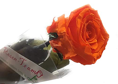 Rose te amo regalo para ella - FLOR REAL - 3 AÑOS Vida útil SIN AGUA - 1 Tough Rose - nuestras flores EXCLUSIVAS son reales. Regalo del día de la madre también perfecto como un ramo de flore