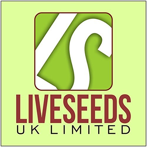 RWS Semillas en vivo - semillas grandes de Brown del cacahuete (18 semillas)