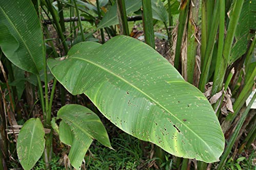 SAFLAX - Banana de Kenia - 8 semillas - Musa velutina