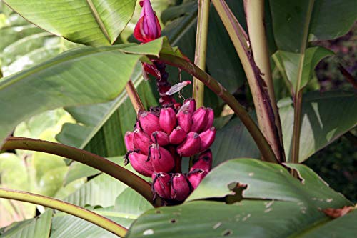 SAFLAX - Banana de Kenia - 8 semillas - Musa velutina